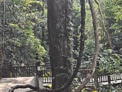 -西双版纳原始森林公园
