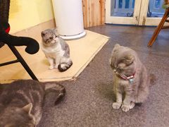-猫色咖啡·猫咖