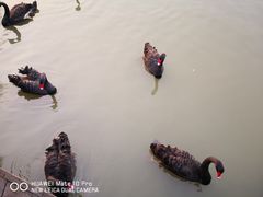 -溱湖国家湿地公园