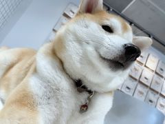 -柴务处·柴犬主题狗咖