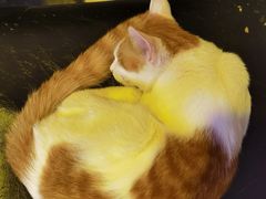 -平行世界·猫咖(首经贸店)