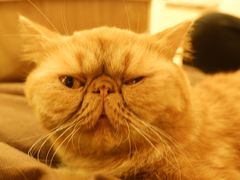 -猫和宫(六道口店)