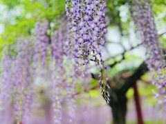 -嘉定紫藤园