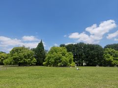 -上海共青森林公园