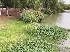 -艾溪湖湿地公园