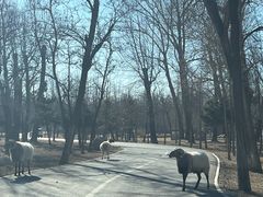 -秦皇岛野生动物园