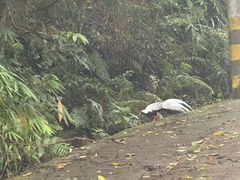 -海南热带雨林国家公园吊罗山景区
