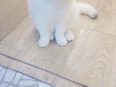 -momokira米努特·德文卷毛猫·棉花面纱犬