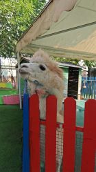 -萌宠亲子动物乐园(槐房万达店)