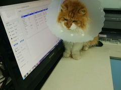 -瑞派·关忠动物医院·猫专科·犬专科(三环新城店)