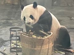 -成都峨眉雪芽大酒店