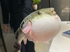 -鲐赏河豚(长寿店)