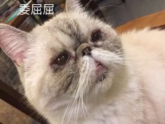 -猫色咖啡·猫咖