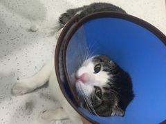 -佳雯宠物医院(金华南路分院)