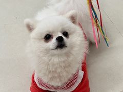 -怪兽屋·羊驼·猫咖·狗咖(俊华广场店)