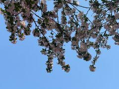 -洛阳市隋唐城遗址植物园
