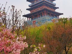 -古柏渡丰乐樱花园