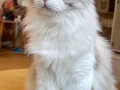 -Let's go狗咖·猫咖·奶狗·桌游(春熙路IFS店)
