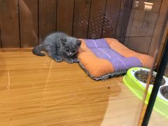 -龟与熊猫宠物公园(南坪店)