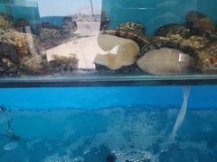 -港畔赶海蒸汽海鲜烧烤自助(仙螺岛店)
