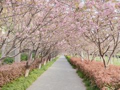 -高东镇樱花园