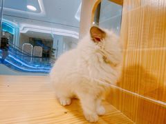 -屋虎猫馆(宝安大仟里店)