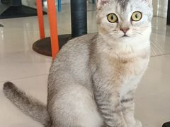 -平行世界·猫咖(首经贸店)