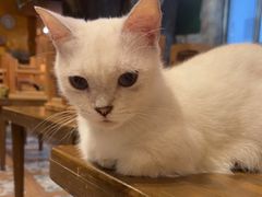-猫猫幼稚园·撸猫·桌游·电玩