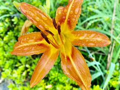 -天伦里餐厅(绿城桃花源店)
