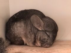 -龙猫仔乐园(惠福东路店)