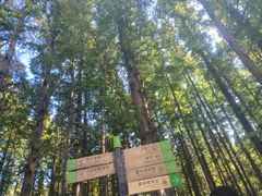 -日照海滨国家森林公园