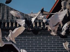 -天津大悲禅院