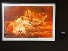 -罗红摄影艺术馆