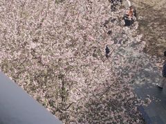 -金沙湖公园