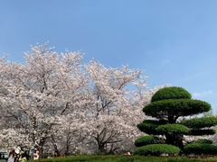 -武汉大学-樱园