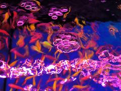 -青石桥花鸟鱼虫市场(叠翠城店)