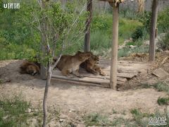 -新疆天山野生动物园