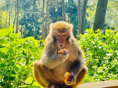 -重庆雨台山风景区