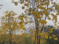 -狐尾山公园