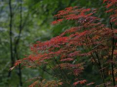 -西岭雪山大飞水景区