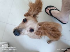-汉江山料理级自助烤肉黑金冠(周口好吃城店)