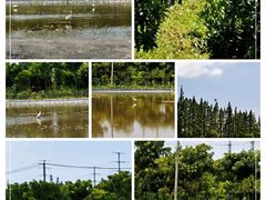 -上海长兴岛郊野公园