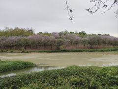-广东花都湖国家湿地公园
