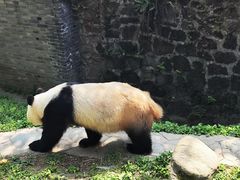 -都江堰中华大熊猫苑
