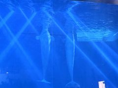 -芜湖新华联大白鲸海洋公园