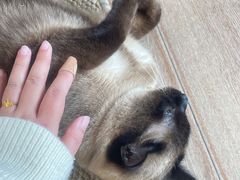 -有猫主题·治愈系猫咖(曾厝垵店)