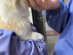 -半岛宠物医院24小时(白果林店)