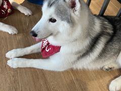 -Husky Go! 哈士奇体验馆·宠物咖啡厅狗咖