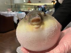 河豚-肆月河豚·新淮扬(金融街店)