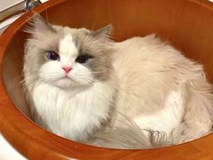 -猫十亿·布偶金渐层·曼基康矮脚猫舍(青年路店)